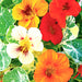 Alaska Mix, Nasturtium, - BoxGardenSeedsLLC -Gourmet/Native Greens - Seeds