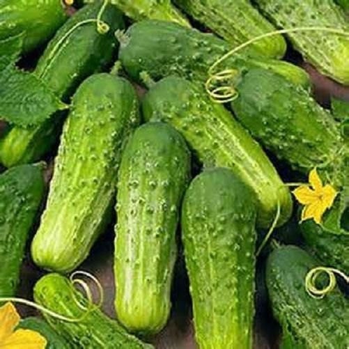 National Pickling, Cucumber, - BoxGardenSeedsLLC -Cucumbers - Seeds