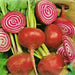 Chioggia, Beets, - BoxGardenSeedsLLC -Beet,Turnips,Parsnips - Seeds