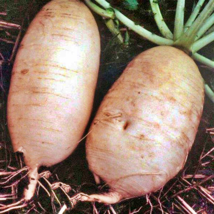 Giant Luo Buo, Radish, -- BoxGardenSeedsLLC -Radishes - Seeds