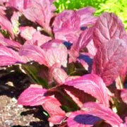 Japanese Giant Garnet, Mustard - BoxGardenSeedsLLC - Gourmet/Native Greens - Seeds - USA Seller, Thank you for shopping here today, Naturally Grown GMO Free Seeds, Heirloom Open Pollinated Seeds, Fresh Top Quality Premium Seeds