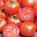 Bonny Best, Tomato, -- BoxGardenSeedsLLC -Abundant Stock SALE - Seeds