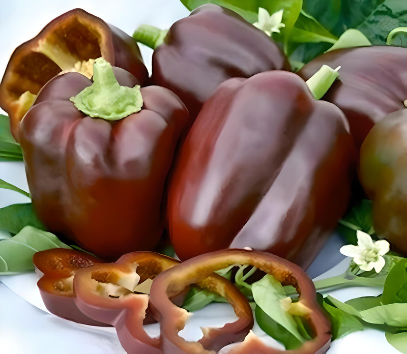 Chocolate Beauty, Sweet Bell Pepper - BoxGardenSeedsLLC - Peppers,Eggplants - Seeds - USA Seller, Thank you for shopping here today, Naturally Grown GMO Free Seeds, Heirloom Open Pollinated Seeds, Fresh Top Quality Premium Seeds