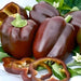 Chocolate Beauty, Sweet Bell Pepper, - BoxGardenSeedsLLC -Peppers,Eggplants - Seeds