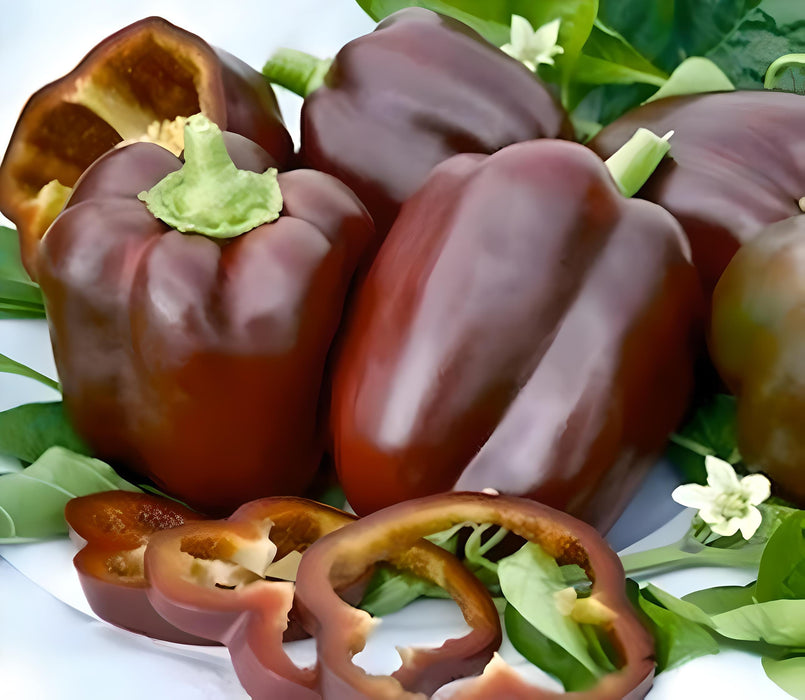 Chocolate Beauty, Sweet Bell Pepper, - BoxGardenSeedsLLC -Peppers,Eggplants - Seeds