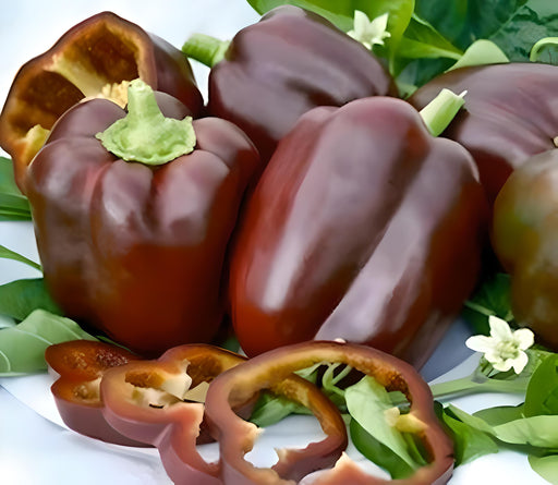 Chocolate Beauty, Sweet Bell Pepper, -- BoxGardenSeedsLLC -Peppers,Eggplants - Seeds