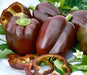 Chocolate Beauty, Sweet Bell Pepper, -- BoxGardenSeedsLLC -Peppers,Eggplants - Seeds