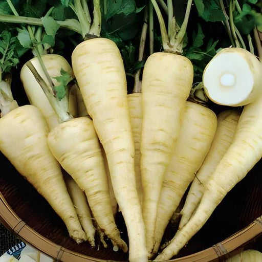 Harris Model, Parsnip - BoxGardenSeedsLLC -Beet,Turnips,Parsnips - Seeds