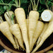 Harris Model, Parsnip, -- BoxGardenSeedsLLC -Beet,Turnips,Parsnips - Seeds