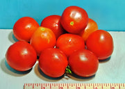 Moneymaker, Tomato - BoxGardenSeedsLLC - Tomatoes,Tomatillos - Seeds - 