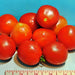 Moneymaker, Tomato, - BoxGardenSeedsLLC -Abundant Stock SALE - Seeds