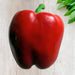 Yolo Wonder, Sweet Bell Pepper, - BoxGardenSeedsLLC -Peppers,Eggplants - Seeds