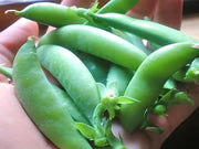 Sugar Daddy Snap, Peas - BoxGardenSeedsLLC - Peas - Seeds - USA Seller, Thank you for shopping here today, Naturally Grown GMO Free Seeds, Heirloom Open Pollinated Seeds, Fresh Top Quality Premium Seeds