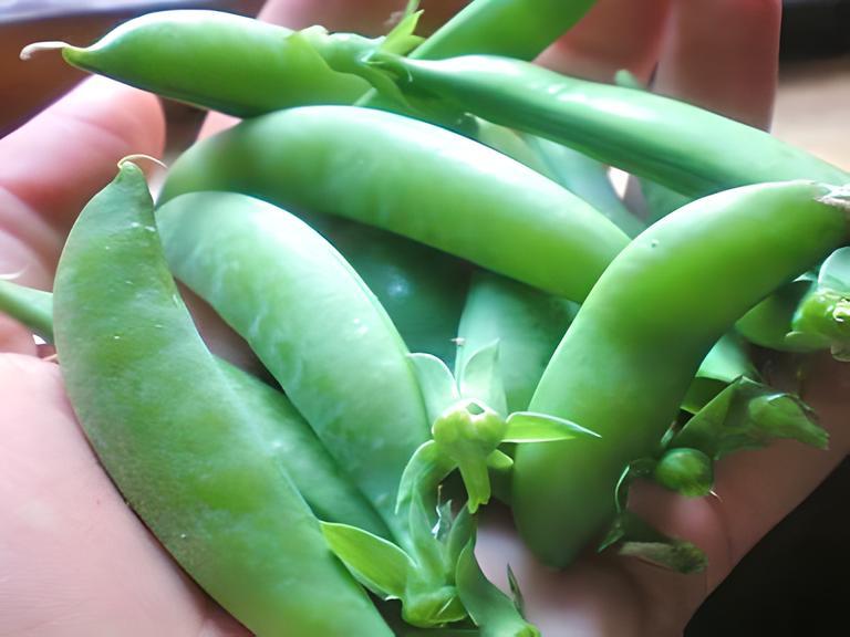 Sugar Daddy Snap, Peas, - BoxGardenSeedsLLC -Abundant Stock SALE - Seeds