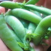 Sugar Daddy Snap, Peas, - BoxGardenSeedsLLC -Abundant Stock SALE - Seeds