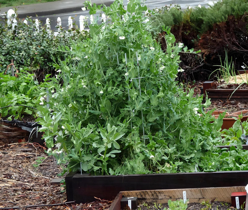 Sugar Daddy Snap, Peas - BoxGardenSeedsLLC - Peas - Seeds - USA Seller, Thank you for shopping here today, Naturally Grown GMO Free Seeds, Heirloom Open Pollinated Seeds, Fresh Top Quality Premium Seeds