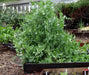 Sugar Daddy Snap, Peas, -- BoxGardenSeedsLLC -Abundant Stock SALE - Seeds