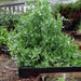 Sugar Daddy Snap, Peas, - BoxGardenSeedsLLC -Abundant Stock SALE - Seeds