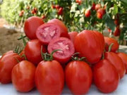 Rio Fuego, Tomato - BoxGardenSeedsLLC - Tomatoes,Tomatillos - Seeds - 