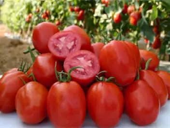 Rio Fuego, Tomato - BoxGardenSeedsLLC - Tomatoes,Tomatillos - Seeds - 