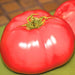 Delicious, Tomato, -- BoxGardenSeedsLLC -Abundant Stock SALE - Seeds