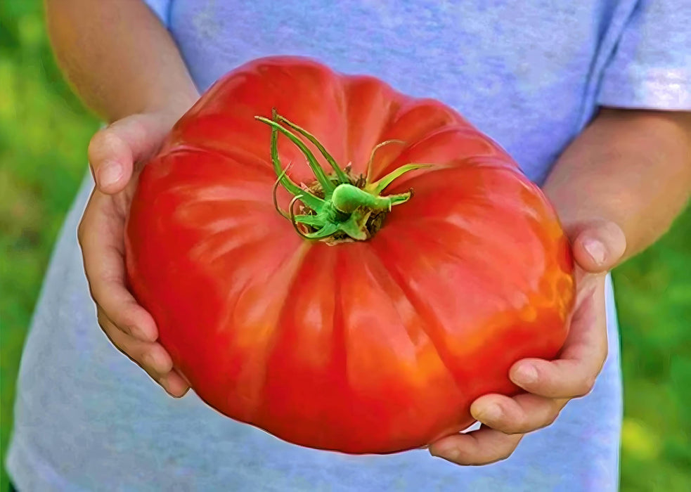 Delicious, Tomato, -- BoxGardenSeedsLLC -Abundant Stock SALE - Seeds