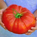 Delicious, Tomato, - BoxGardenSeedsLLC -Abundant Stock SALE - Seeds