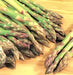 Mary Washington, Asparagus, -- BoxGardenSeedsLLC -Gourmet/Native Greens - Seeds