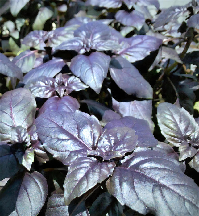 Dark Purple Opal Basil, Culinary & Medicinal Herbs, -- BoxGardenSeedsLLC -Culinary/Medicinal Herbs - Seeds