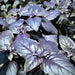 Dark Purple Opal Basil, Culinary & Medicinal Herbs, - BoxGardenSeedsLLC -Culinary/Medicinal Herbs - Seeds