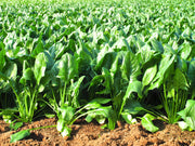 Giant Noble, Spinach - BoxGardenSeedsLLC - Gourmet/Native Greens - Seeds - USA Seller, Thank you for shopping here today, Naturally Grown GMO Free Seeds, Heirloom Open Pollinated Seeds, Fresh Top Quality Premium Seeds