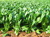 Giant Noble, Spinach - BoxGardenSeedsLLC - Gourmet/Native Greens - Seeds - USA Seller, Thank you for shopping here today, Naturally Grown GMO Free Seeds, Heirloom Open Pollinated Seeds, Fresh Top Quality Premium Seeds