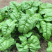 Giant Noble, Spinach, - BoxGardenSeedsLLC -Gourmet/Native Greens - Seeds