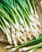 Tokyo Long White Bunching, Onion, -- BoxGardenSeedsLLC -Onions,Leeks - Seeds