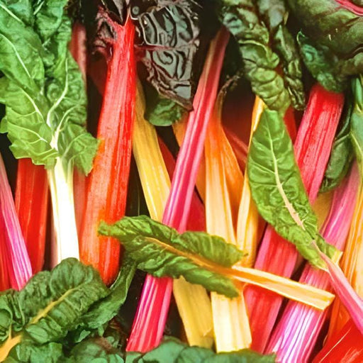 Rainbow Mix, Swiss Chard, - BoxGardenSeedsLLC -Chard, Kohlrabi - Seeds