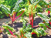 Rainbow Mix, Swiss Chard, -- BoxGardenSeedsLLC -Chard, Kohlrabi - Seeds