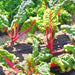 Rainbow Mix, Swiss Chard, - BoxGardenSeedsLLC -Chard, Kohlrabi - Seeds