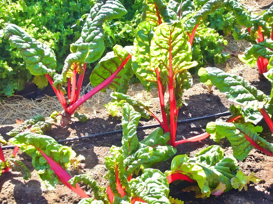 Rainbow Mix, Swiss Chard, - BoxGardenSeedsLLC -Chard, Kohlrabi - Seeds