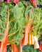 Rainbow Mix, Swiss Chard, -- BoxGardenSeedsLLC -Chard, Kohlrabi - Seeds