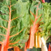 Rainbow Mix, Swiss Chard, - BoxGardenSeedsLLC -Chard, Kohlrabi - Seeds