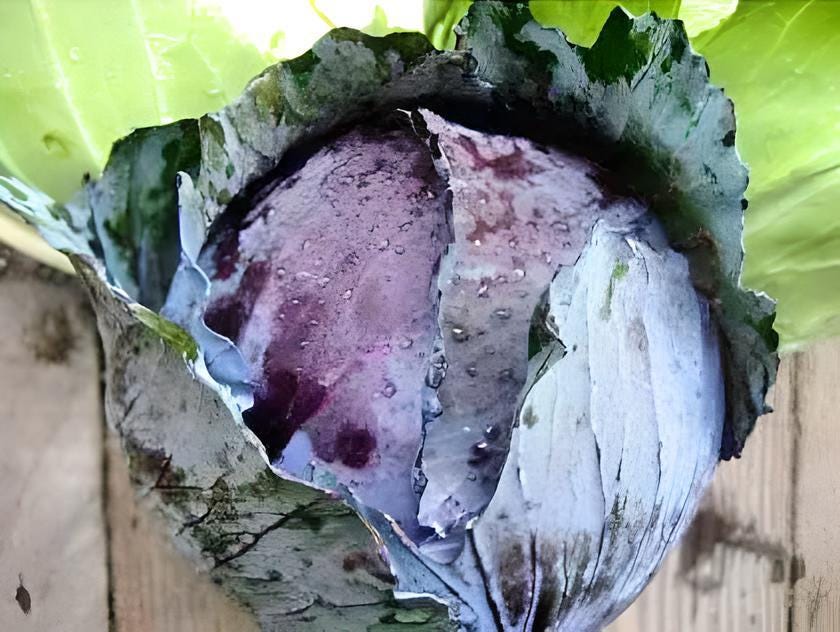 Early Red Acre, Cabbage, - BoxGardenSeedsLLC -Cabbage, Kale - Seeds