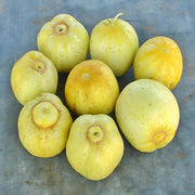 Lemon, Cucumber - BoxGardenSeedsLLC - Cucumbers - Seeds - USA Seller, Thank you for shopping here today, Naturally Grown GMO Free Seeds, Heirloom Open Pollinated Seeds, Fresh Top Quality Premium Seeds