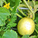 Lemon, Cucumber, - BoxGardenSeedsLLC -Cucumbers - Seeds