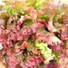 Red Sails Leaf, Lettuce, - BoxGardenSeedsLLC -Lettuce - Seeds