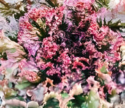 Red Sails Leaf, Lettuce - BoxGardenSeedsLLC - Lettuce - Seeds - USA Seller, Thank you for shopping here today, Naturally Grown GMO Free Seeds, Heirloom Open Pollinated Seeds, Fresh Top Quality Premium Seeds