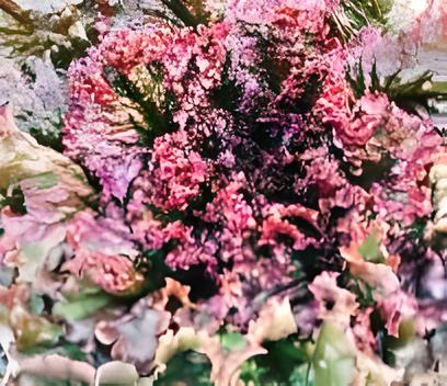 Red Sails Leaf, Lettuce - BoxGardenSeedsLLC - Lettuce - Seeds - USA Seller, Thank you for shopping here today, Naturally Grown GMO Free Seeds, Heirloom Open Pollinated Seeds, Fresh Top Quality Premium Seeds