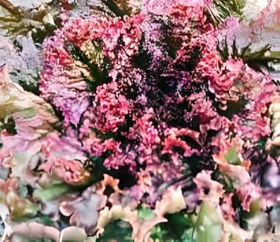 Red Sails Leaf, Lettuce, - BoxGardenSeedsLLC -Lettuce - Seeds