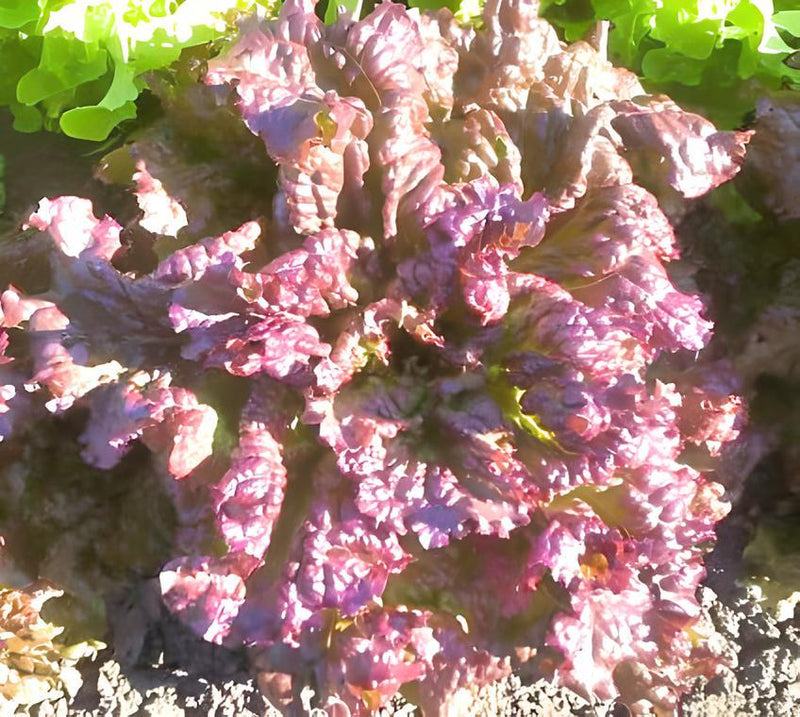 Red Sails Leaf, Lettuce - BoxGardenSeedsLLC - Lettuce - Seeds - USA Seller, Thank you for shopping here today, Naturally Grown GMO Free Seeds, Heirloom Open Pollinated Seeds, Fresh Top Quality Premium Seeds