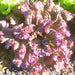 Red Sails Leaf, Lettuce, - BoxGardenSeedsLLC -Lettuce - Seeds