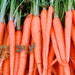 Tendersweet, Carrot, - BoxGardenSeedsLLC -Carrots - Seeds